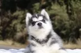 シベリアンハスキー【東京都・女の子・2025年10月12日・ブラック&ホワイト】の写真7
