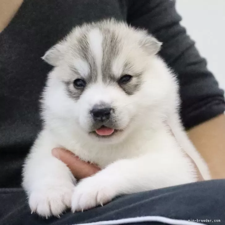 ID：2412-07019の子犬