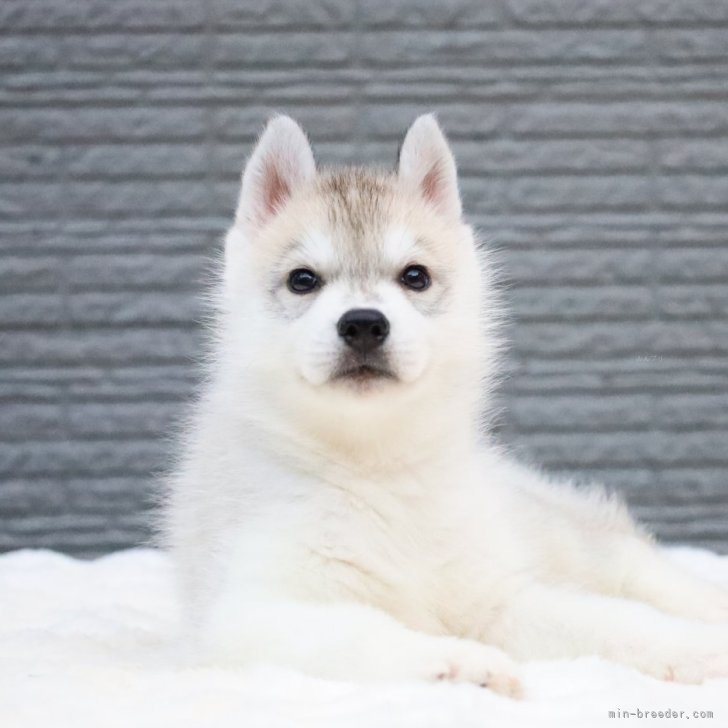 ブリーダー画像