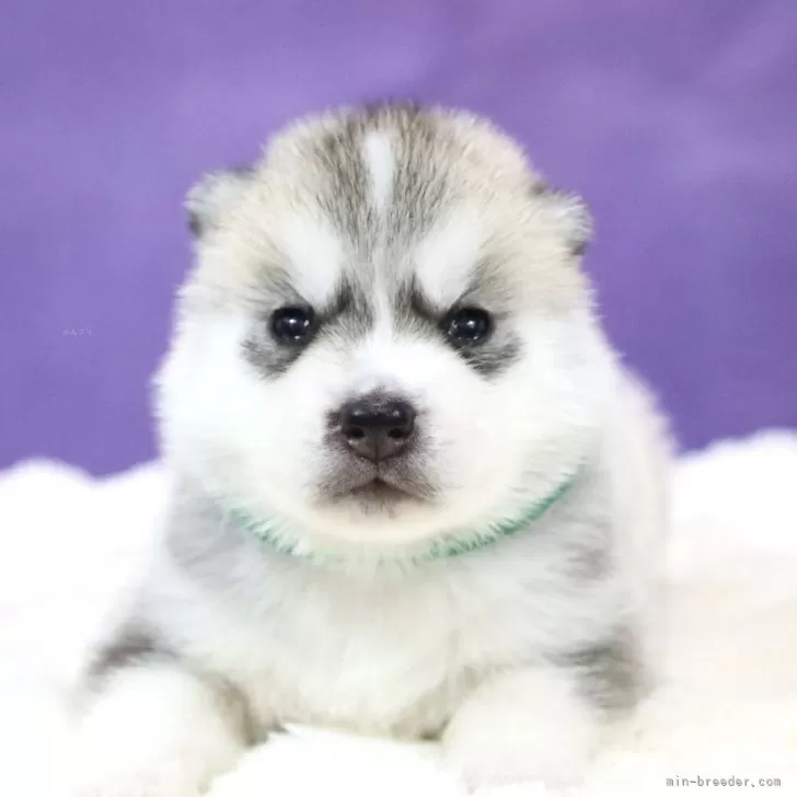 ID:2503-04636の子犬