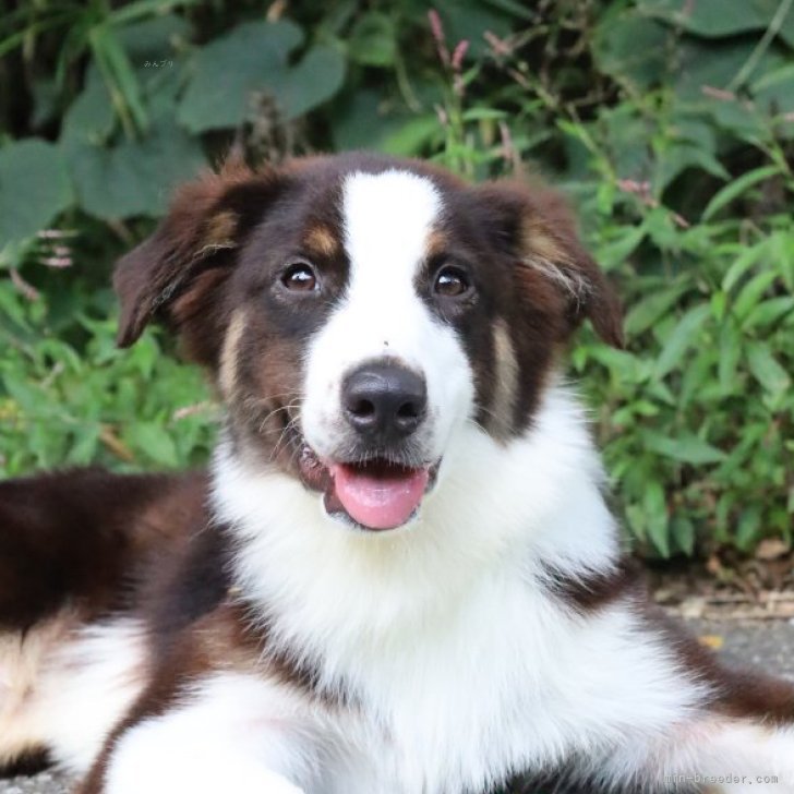 ブリーダー画像