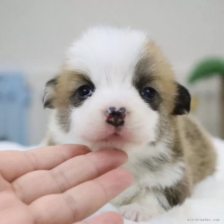 ID:2501-05440の子犬