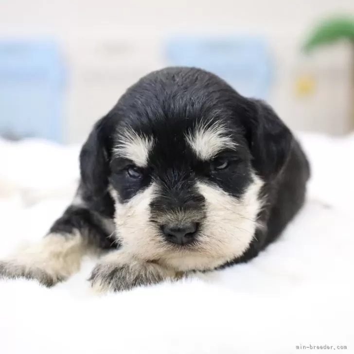 ID:2501-05443の子犬