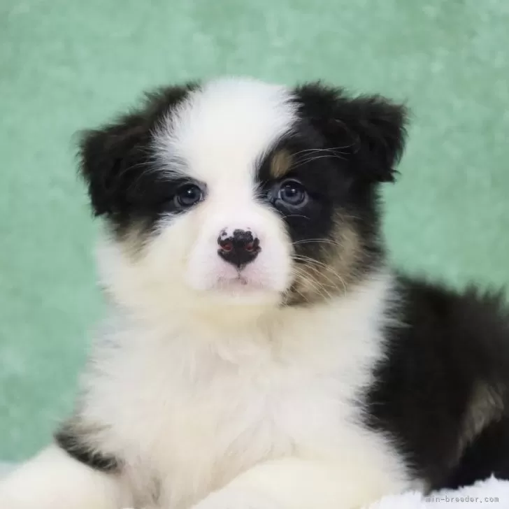 オーストラリアン・シェパード【東京都・女の子・2025年4月8日・ブラックトライ&ホワイト】の写真1