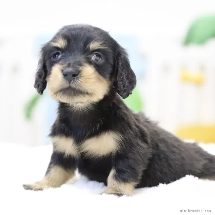 ID：2412-07013の子犬