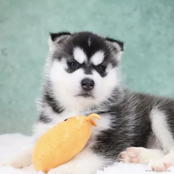 シベリアンハスキー【東京都・女の子・2025年10月1日・ブラック&amp;ホワイト】の写真1