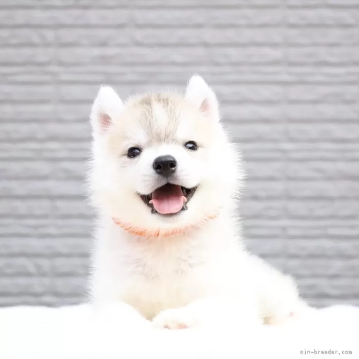 ID：2509-00565の子犬