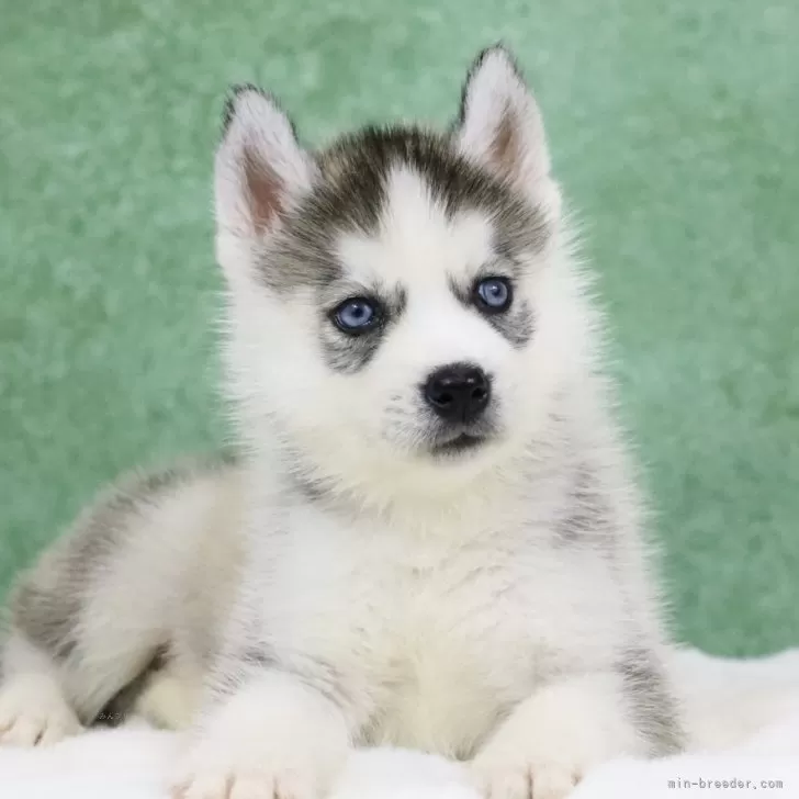 ID：2506-03923の子犬
