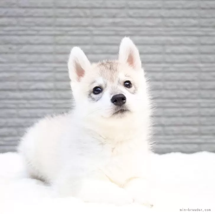 シベリアンハスキー【東京都・女の子・2025年8月18日・シルバー&amp;ホワイト】の写真1