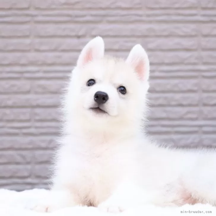 チキン 様のお迎えした子犬