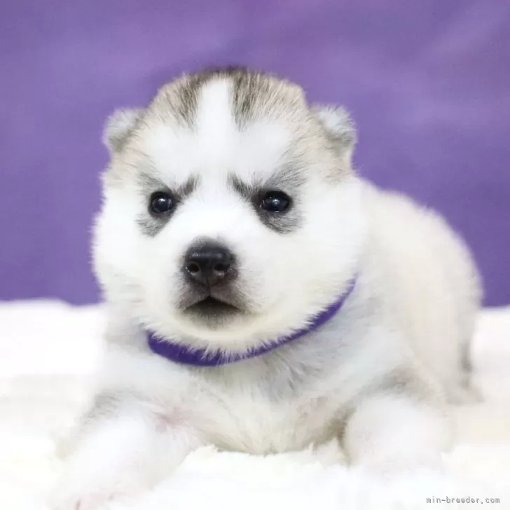 ID:2503-04644の子犬