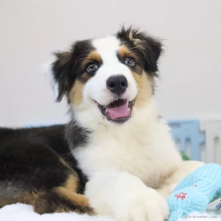 ID：2507-09427の子犬