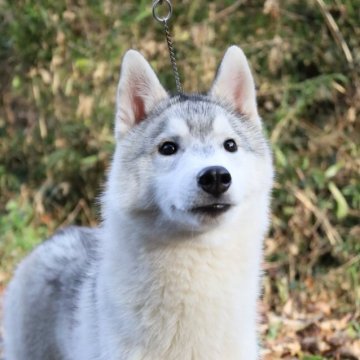 シベリアンハスキー【東京都・男の子・2025年6月9日・シルバー&ホワイト】の写真「両親外産🏅優しい王子様🤴🏻散歩等しつけ済み」