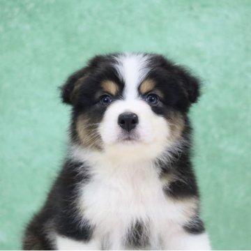 オーストラリアン・シェパード【東京都・男の子・2025年4月8日・ブラックトライ&ホワイト】の写真「両親外産・優秀血統🏅Teddy Bear🧸」