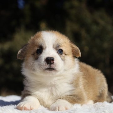 ウェルシュ・コーギー・ペンブローク