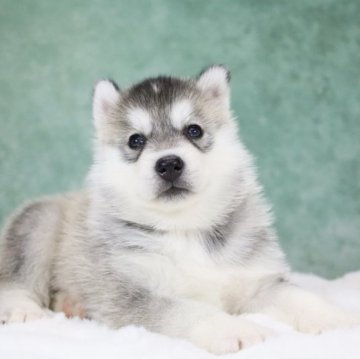 シベリアンハスキー【東京都・女の子・2025年10月1日・シルバー&ホワイト】の写真「欧産CH血統🏅遺伝子クリア・真ん丸顔」