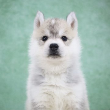 シベリアンハスキー【東京都・女の子・2025年10月23日・シルバー&ホワイト】の写真「外産🔝CH血統🏅Showポテンシャル」