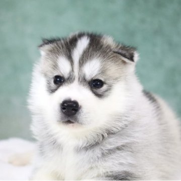 シベリアンハスキー【東京都・女の子・2025年10月1日・シルバー&ホワイト】の写真「欧産CH血統🏅遺伝子クリア・🧸ぬいぐるみ」