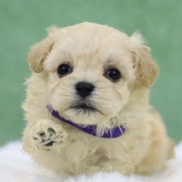 マルプー(マルチーズ×トイプードル)【東京都・男の子・2025年3月23日・クリーム】の写真「活発な子🍇遺伝子🧬クリア」