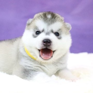 シベリアンハスキー【東京都・男の子・2025年2月1日・シルバー&ホワイト】の写真「欧産CH血統🏵️顔真ん丸・５兄弟🟡」