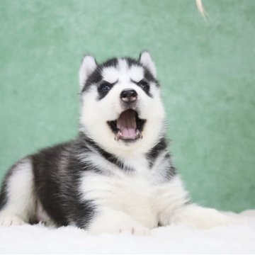 シベリアンハスキー【東京都・男の子・2025年10月12日・ブラック&ホワイト】の写真「父親欧産🏅遺伝子クリア・笑い大好き😆」