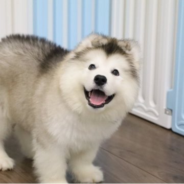 アラスカンマラミュート【東京都・男の子・2025年5月17日・シルバー&ホワイト】の写真「両親外産🧸ロングヘアー巨大なタイプ男①」