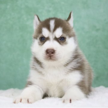 シベリアンハスキー【東京都・男の子・2025年10月12日・チョコレート&ホワイト】の写真「父親欧産🏅遺伝子クリア・希少チョコ色🍫」