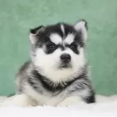 シベリアンハスキー