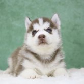 シベリアンハスキー