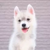 シベリアンハスキー
