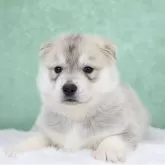 シベリアンハスキー