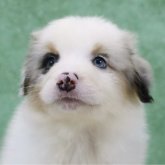 オーストラリアン・シェパード
