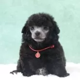 タイニープードル