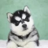 シベリアンハスキー