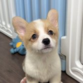 ウェルシュ・コーギー・ペンブローク