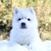 シベリアンハスキー