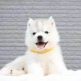 シベリアンハスキー