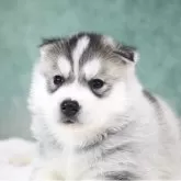 シベリアンハスキー