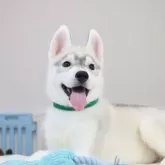 シベリアンハスキー