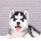 シベリアンハスキー
