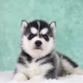 シベリアンハスキー