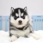 シベリアンハスキー【東京都・男の子・2024年12月1日・ブラック&ホワイト】の写真1
