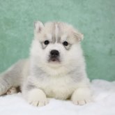 シベリアンハスキー