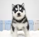 シベリアンハスキー【東京都・男の子・2024年12月1日・ブラック&ホワイト】の写真12