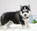 シベリアンハスキー【東京都・男の子・2024年12月1日・ブラック&ホワイト】の写真2