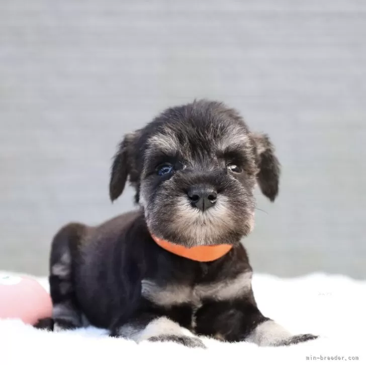 ID:2406-04818の子犬
