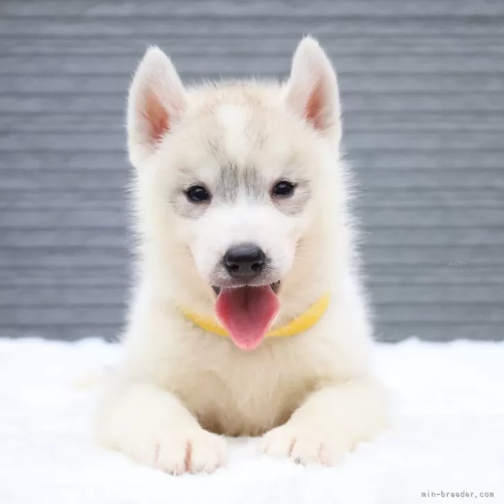 ID:2407-07385の子犬