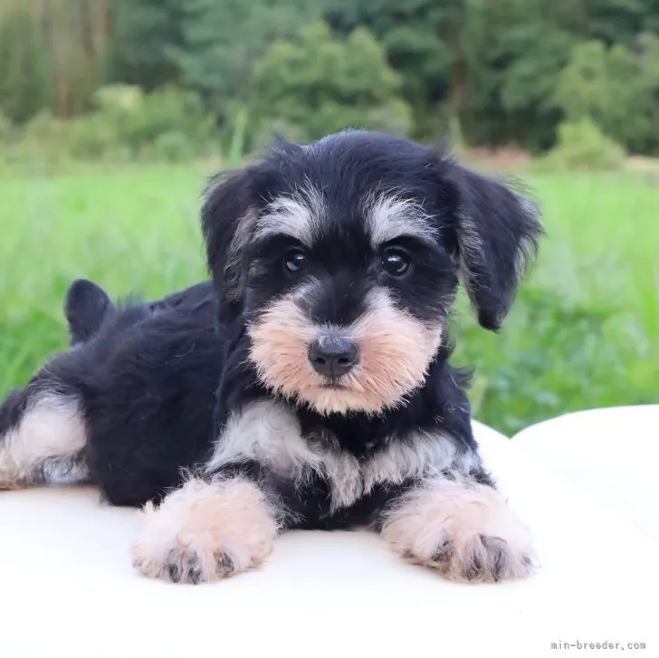ID：2307-06758の子犬