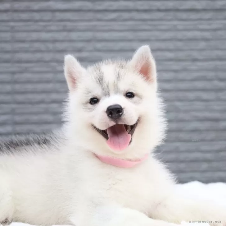 ID：2407-01525の子犬