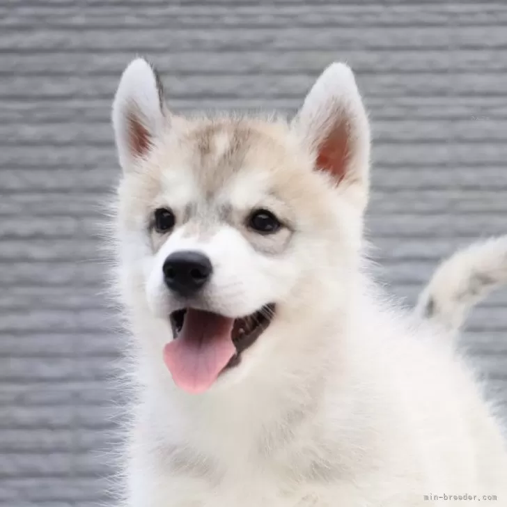 ID:2410-07559の子犬